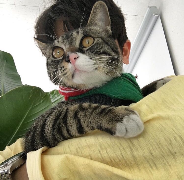 劳盛菊舒